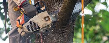 Best Pest Control for Lawns  in Inwood, NY