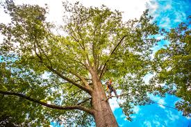 How Our Tree Care Process Works  in  Inwood, NY